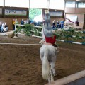 DSC043252.jpg