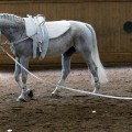 DSC042772.jpg