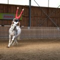 IMG-20170430-WA0137.jpg