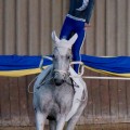 DSC06138.JPG